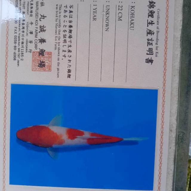 Kohaku Marusei