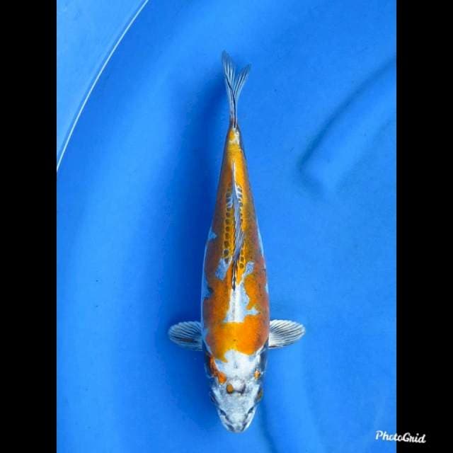 30cm , SQ Benikinkokryu