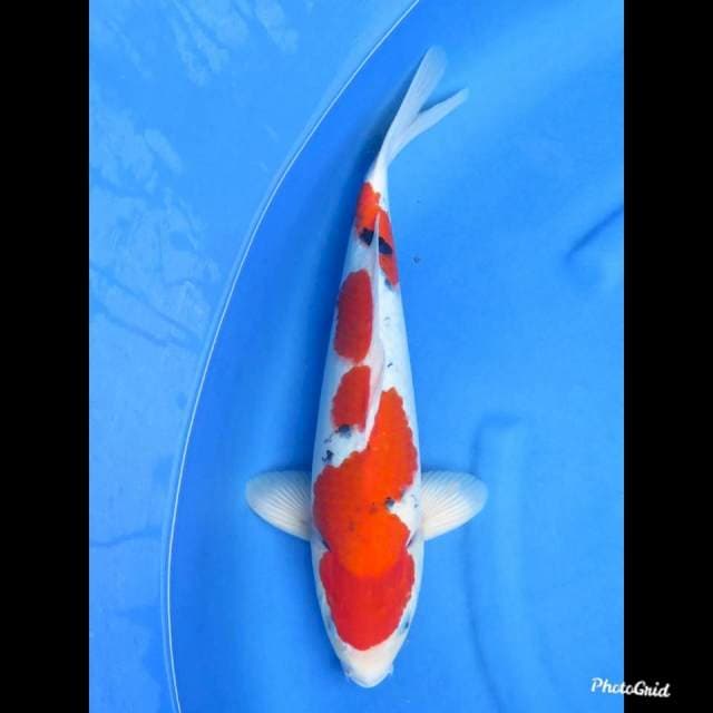 50cm , Jumbo Tategoi - Taisho Sanke