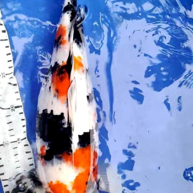 showa 48 cm sisik