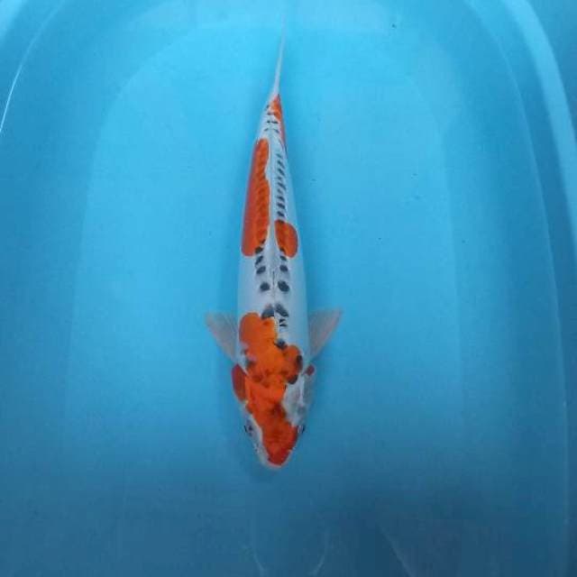 Kujaku Doitsu male 40cm