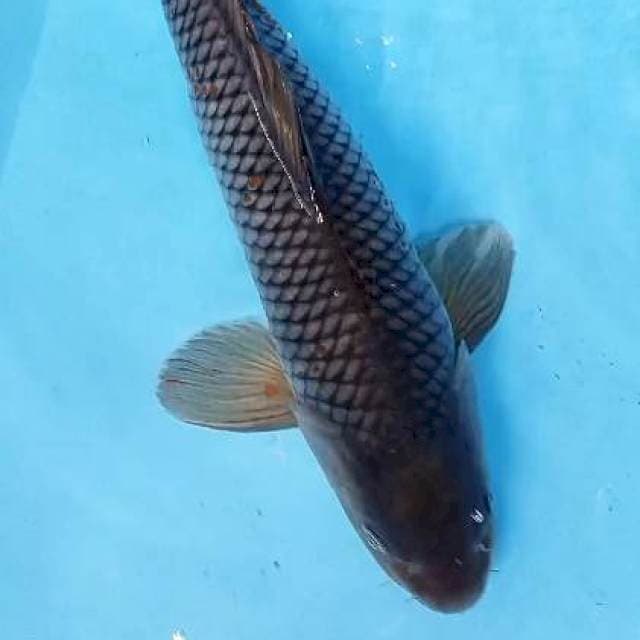JUMBO MALE 45 BU/43 CM