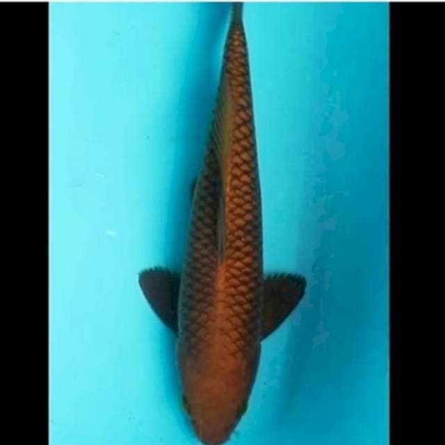🔵chagoi tembaga 32cm