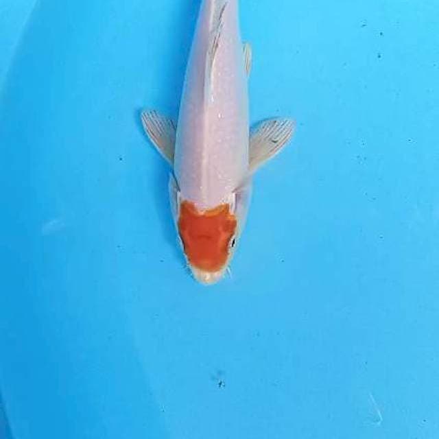 Tanco hariwake 20 cm