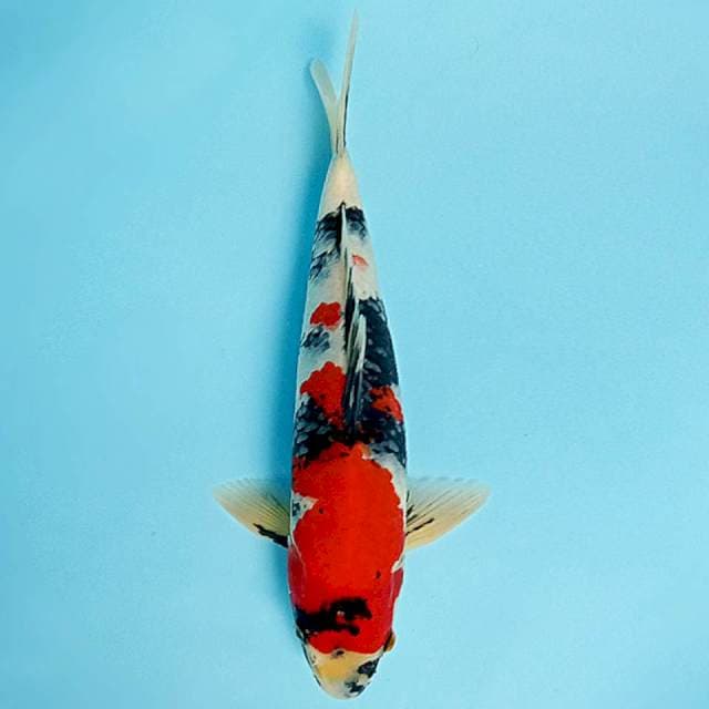 Showa 32cm