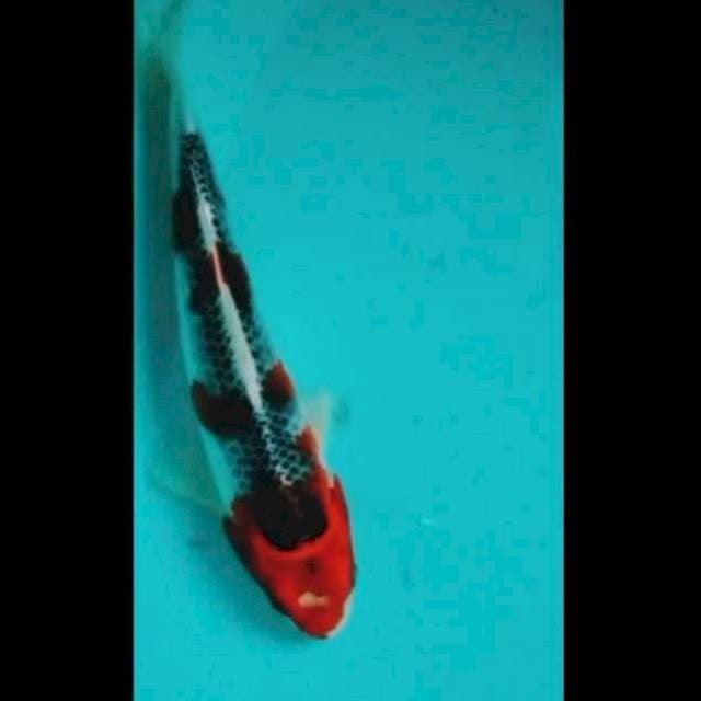 🔵GOSHIKI 25cm