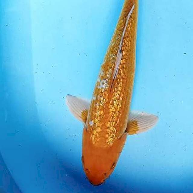 Ochiba ginrin male 35 cm