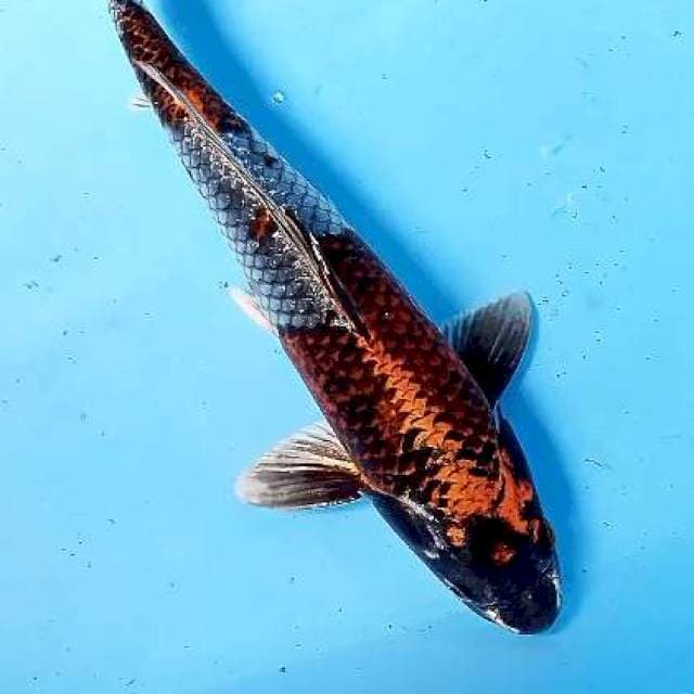 Kogane ochiba male 35 cm