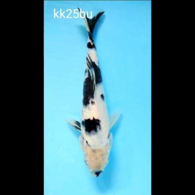 Shiro 25bu