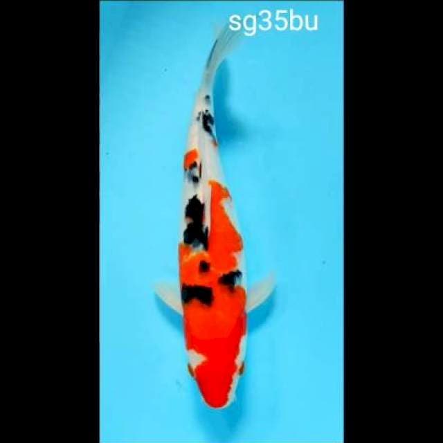 Sanke 35bu