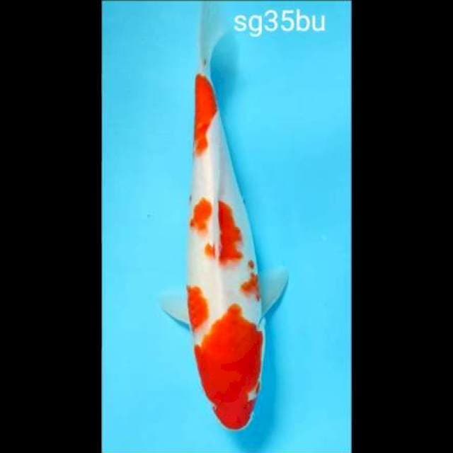 Kohaku 35bu