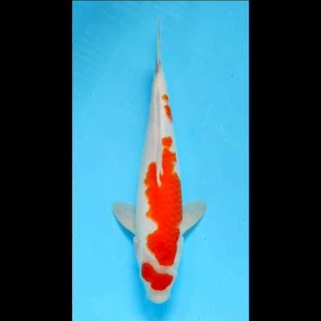 Kohaku 35bu
