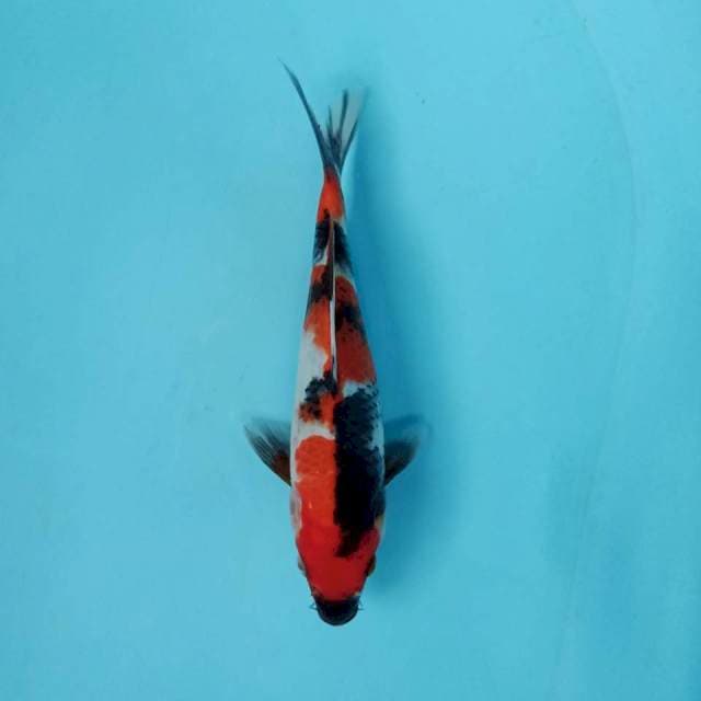SHOWA SANSHOKU 23cm