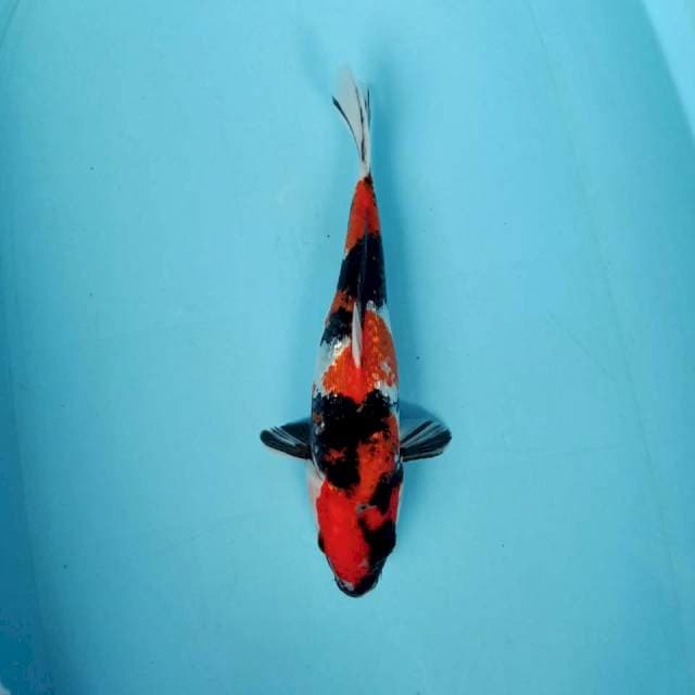 SHOWA GINRIN 30cm