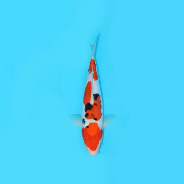 BKS ( SANKE DOIT 33 CM )