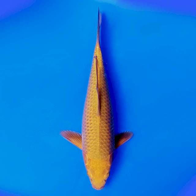 Tembaga 32cm