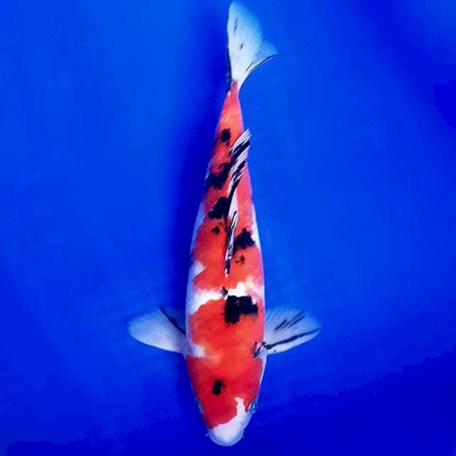 Sanke 29cm