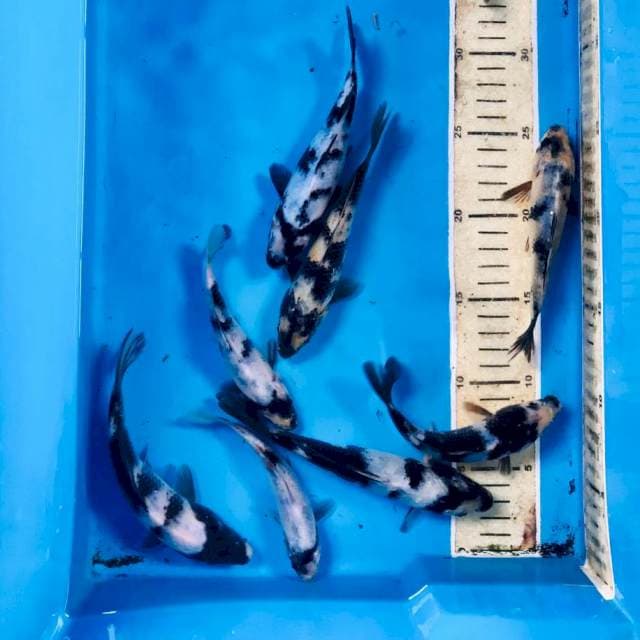 Mix Shiro, 15BU