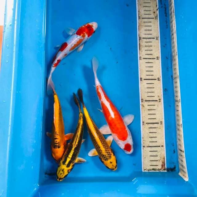 Mix koi, 20BU