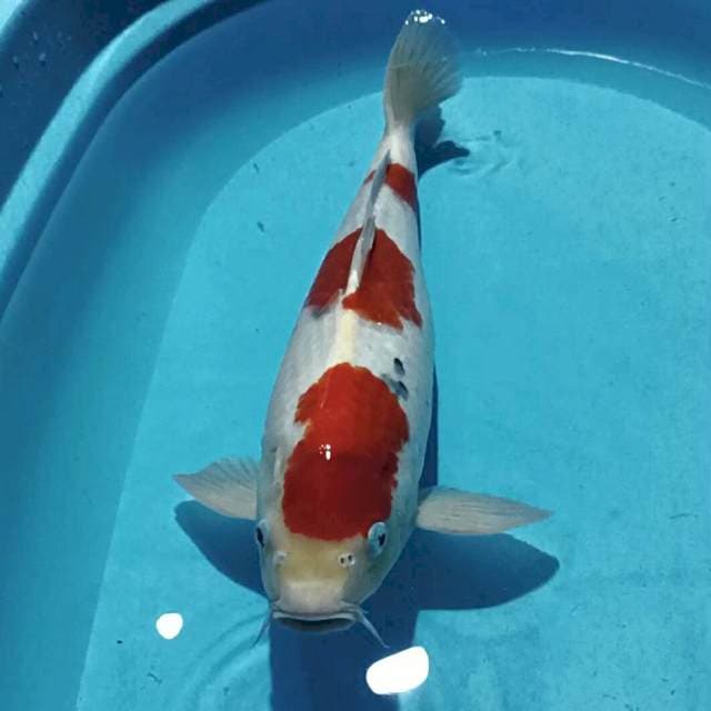 Sanke Tsubosumi Tategoi 45 Cm