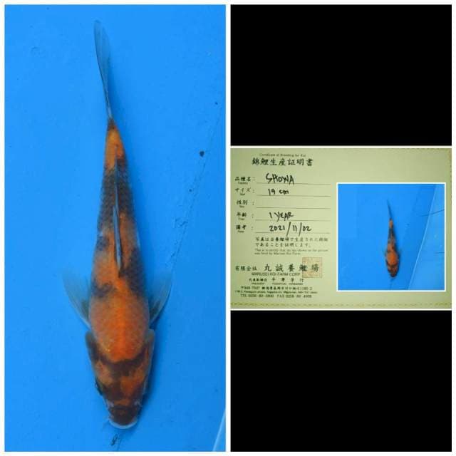 Marusei Hi Showa