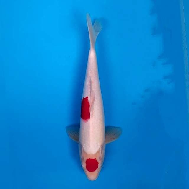 Kohaku 32