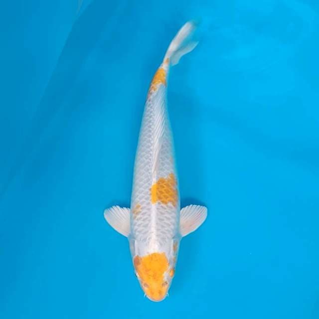 Hariwake 33
