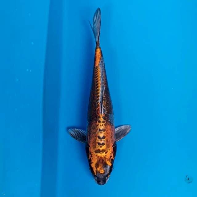 Kiko 33