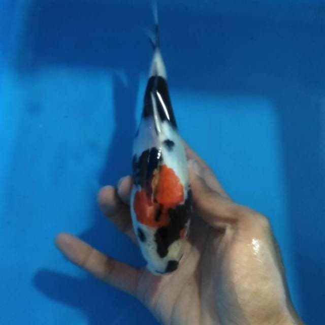 Showa 25cm