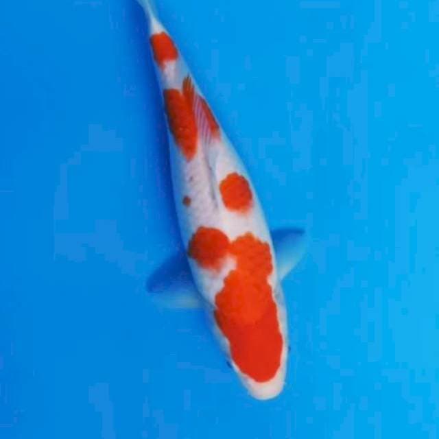 KOHAKU