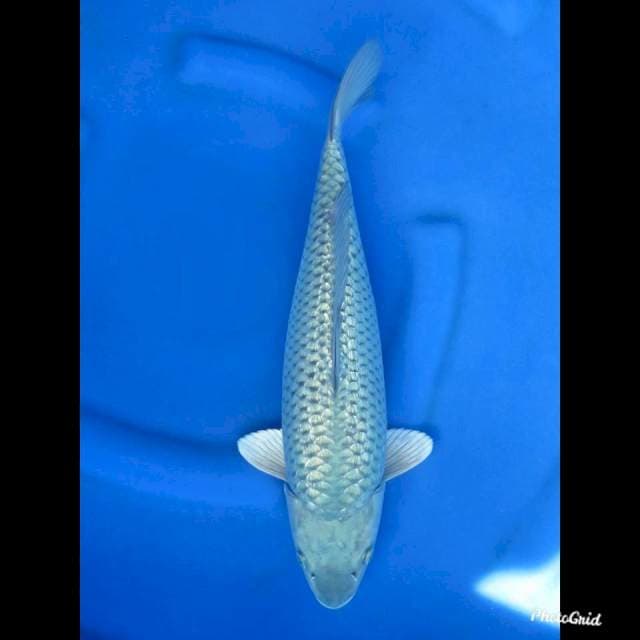 FULL GINRIN , 37cm
