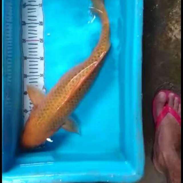 MONSTER AKA MATSUBA 55BU