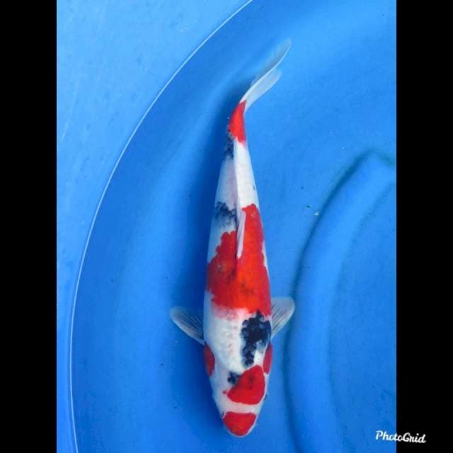 RED SHOWA - MALE , 41cm