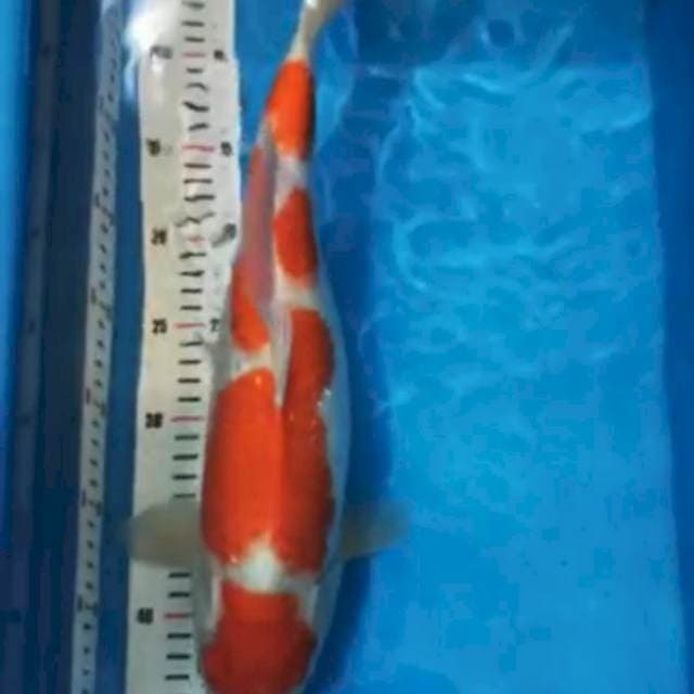 Kohaku female 40 cm