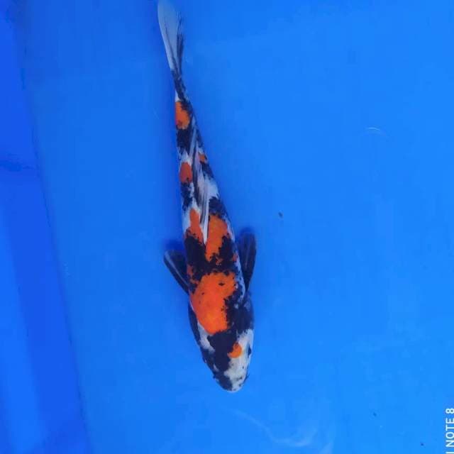 Showa 21 cm