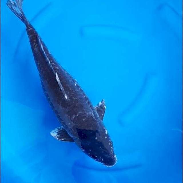 Soragoi Aragoke 49Cm