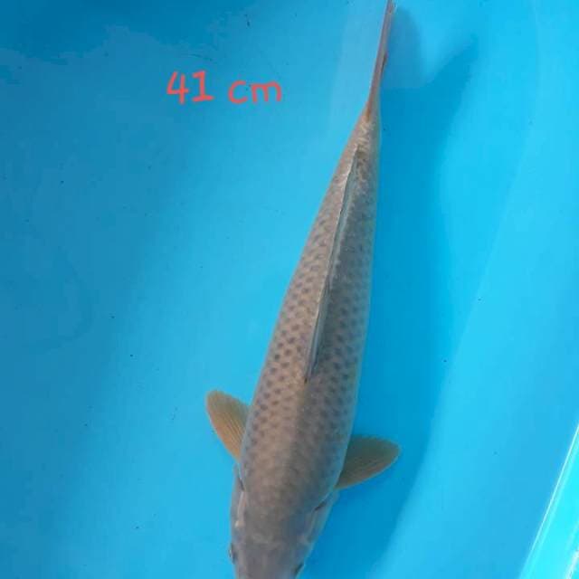 Midori 41 cm