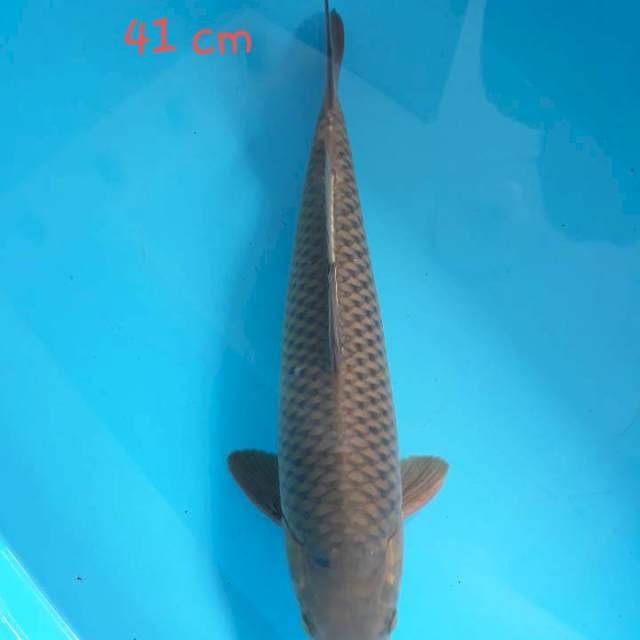 Midori 40 cm