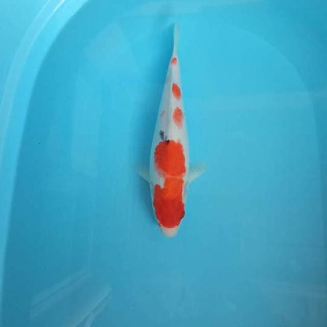 Sanke size 31cm