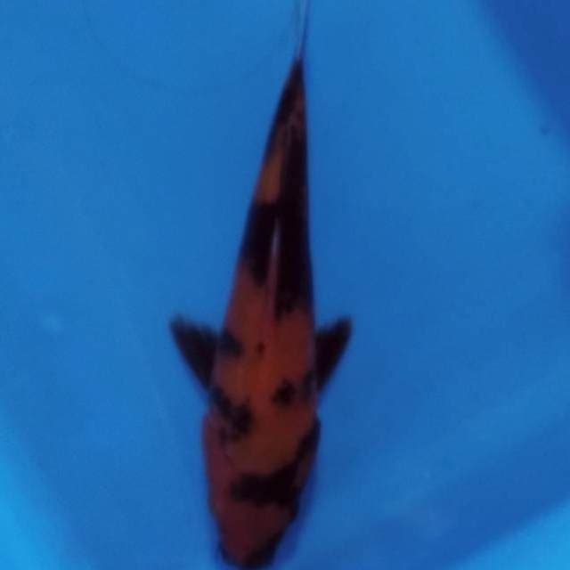 Hi Utsuri