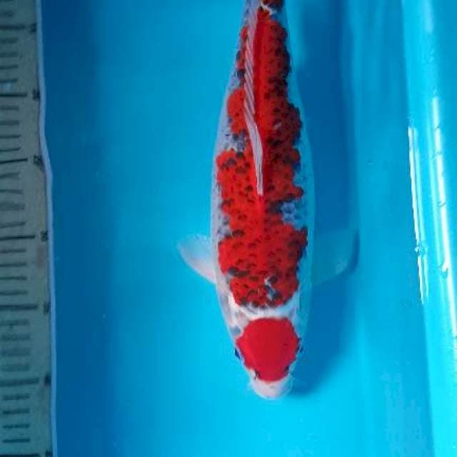 Maruten Goshiki