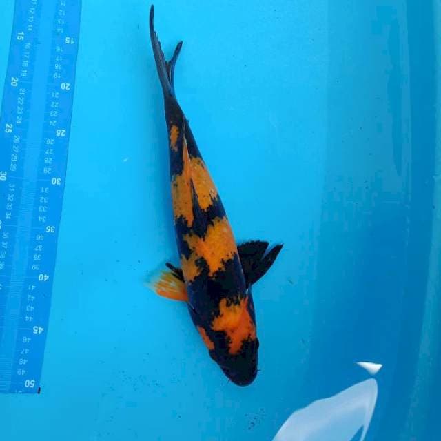 36cm Utsuri