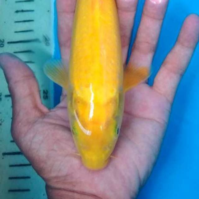 kharasi 25 cm mata merah
