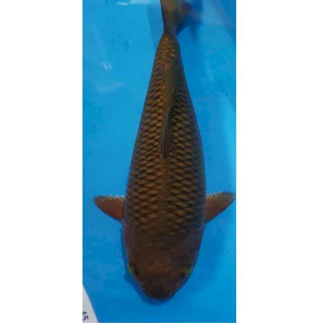 Cagoi tembaga bulky 36cm