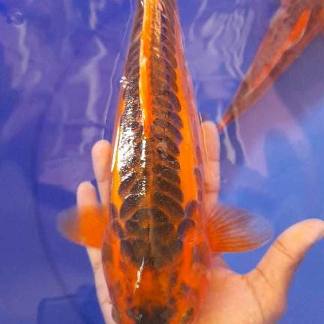 Aka matsuba aragoke