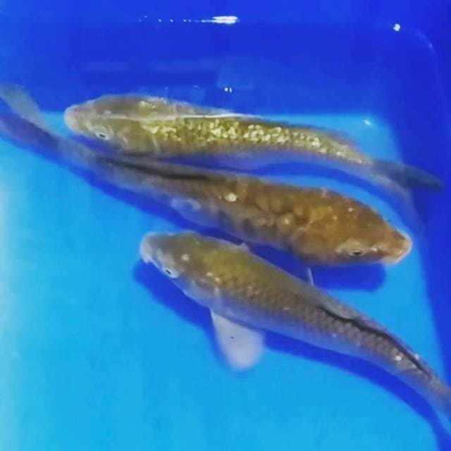 ⚫ 3ekr chagoi 29_30cm