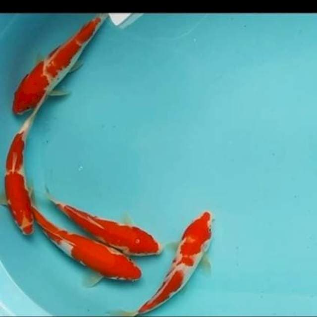 ⚫5ekr kohaku red strong 20_21cm