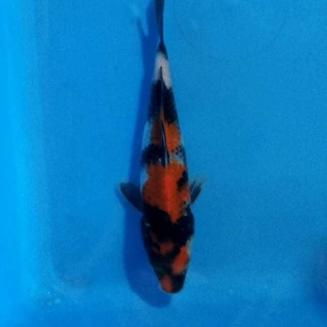 Showa