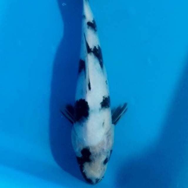 Shiro 25cm