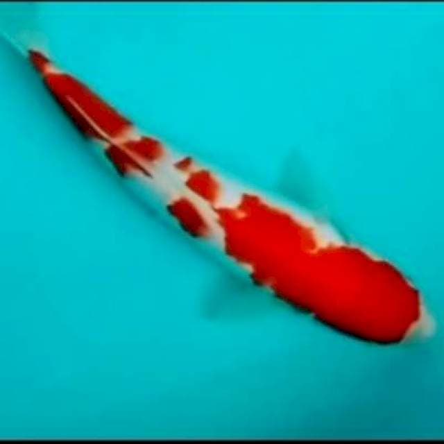 🔴kohaku red strong 25cm